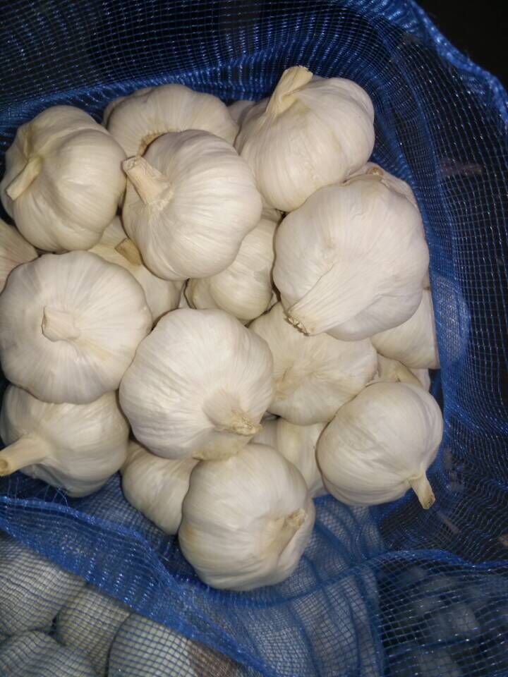 New Crop Fresh Snow White Garlic From China