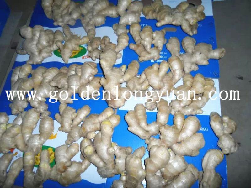 Air Dry Ginger Good Quality and Competitive Price