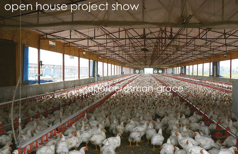 Automatic Poultry Equipment for Broiler Farm