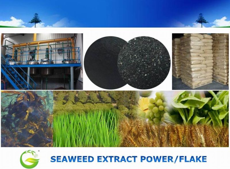 100% Water Soluble Seaweed Extract, Organic Fertilizer