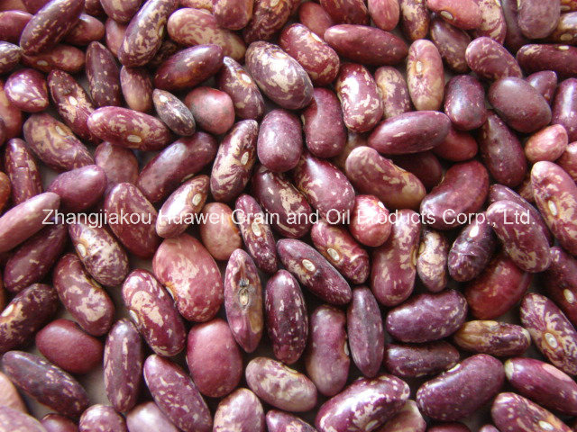 Purple Speckled Kidney Beans