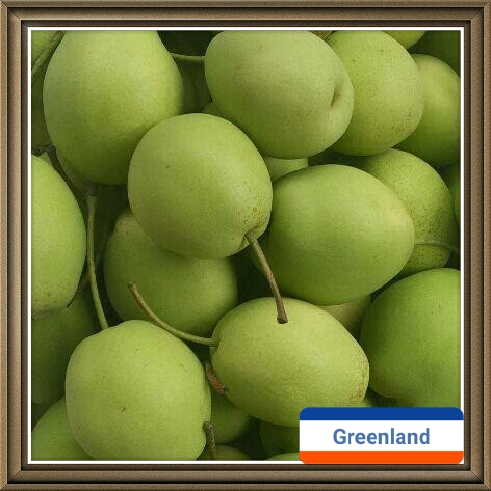 Hot Selling New Crop Fresh and Sweet Shandong Pear