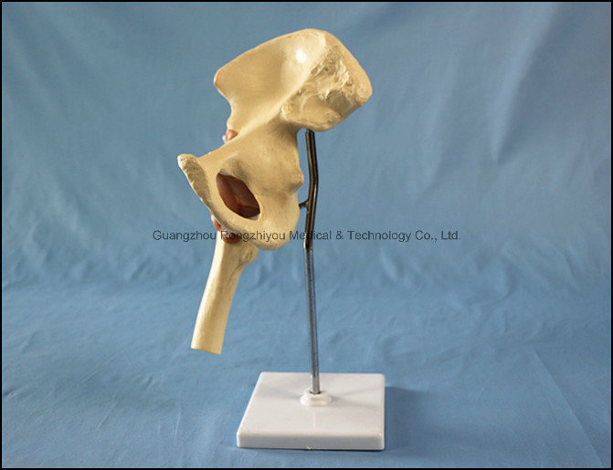 Deluxe Functional Hip Joint Trainging Model