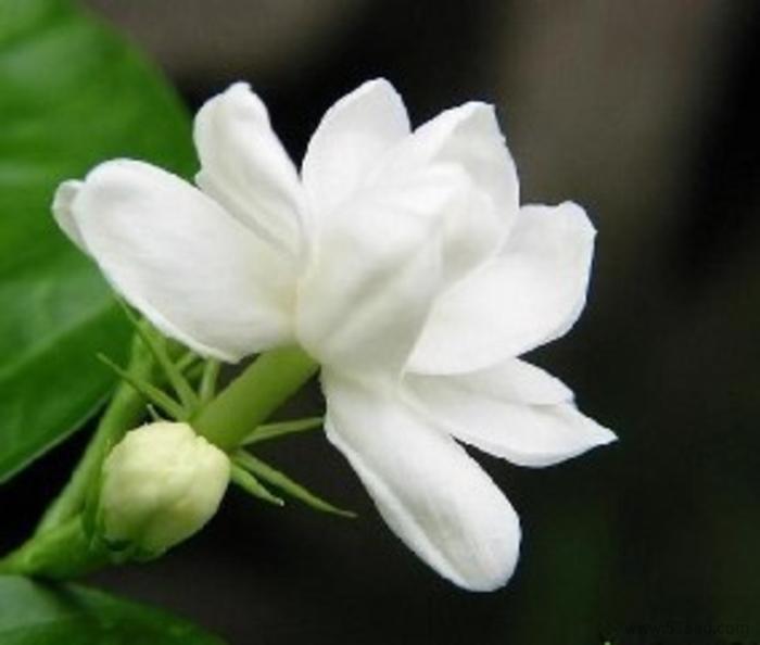 Cape Jasmine Fruit Extract