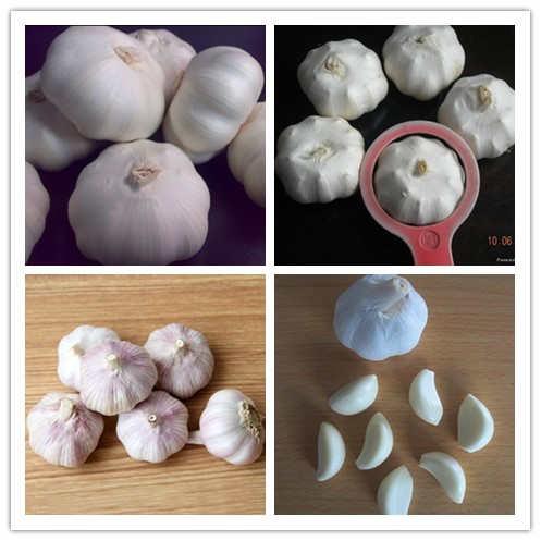 Fresh Pure White Garlic Normal White Garlic