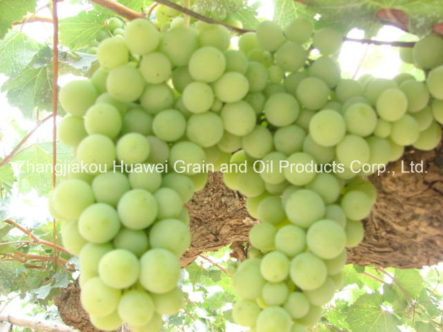 Fresh Grapes (Green)