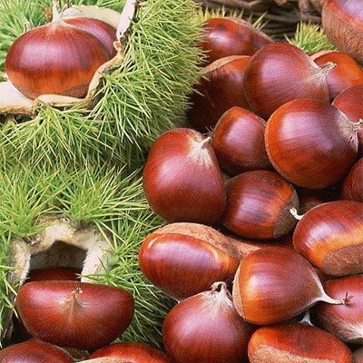 2015 New Crop High Quality Fresh Chestnut