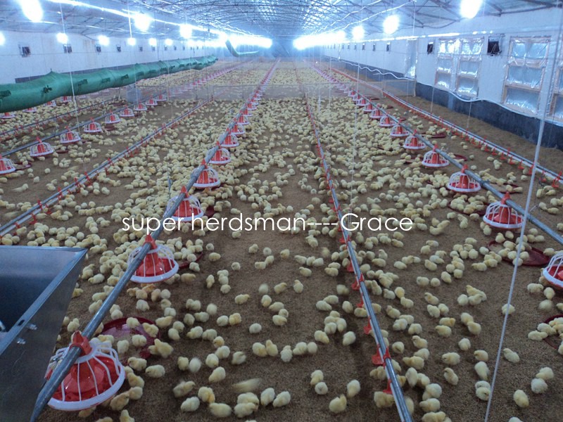 Poultry Shed with Automatic Chicken Farming Equipment