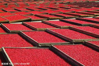 Organic Goji Berry From Ningxia