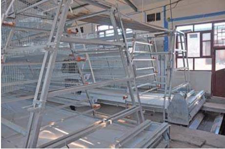 a Frame Layer Battery Cage System with Manure Belt