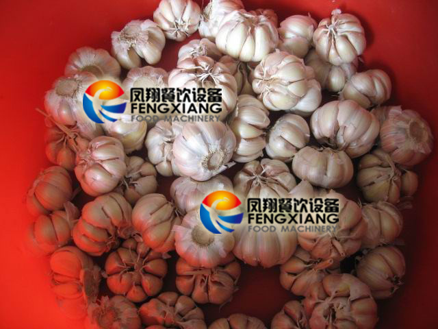 High Efficiency Garlic Bulb Separating Machine Fx-139, Shallot Garlic Clove Breaking Splitting Machine