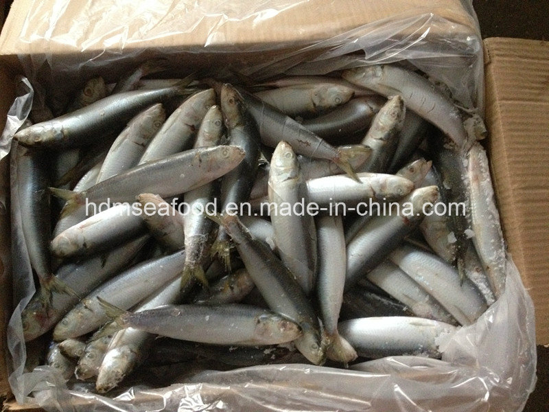 Whole Round Bqf Frozen Seafood Sardine Fish