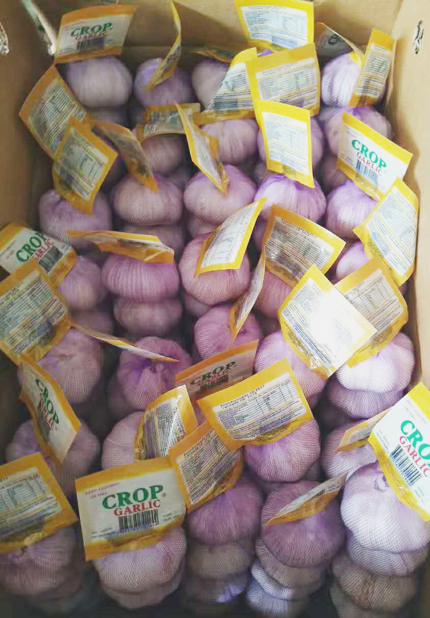 New crop fresh natural normal white garlic