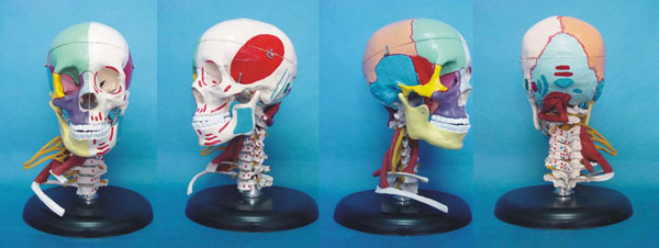 Human Skull with Muscle Labeled Skeleton Model