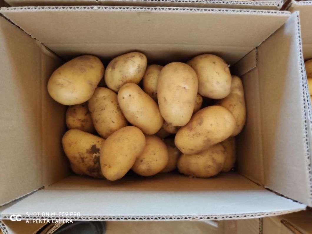 Fresh China Yellow Holland Potato