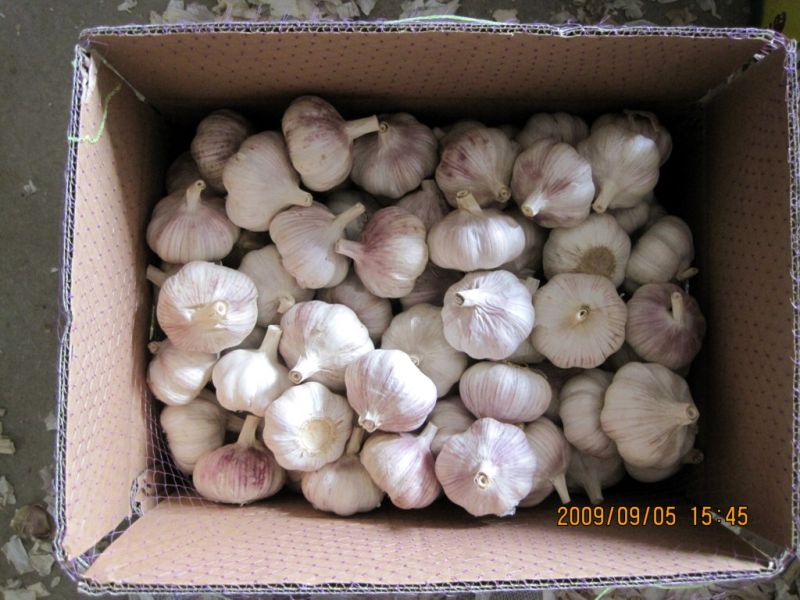 Loose Packing Fresh Normal White Garlic