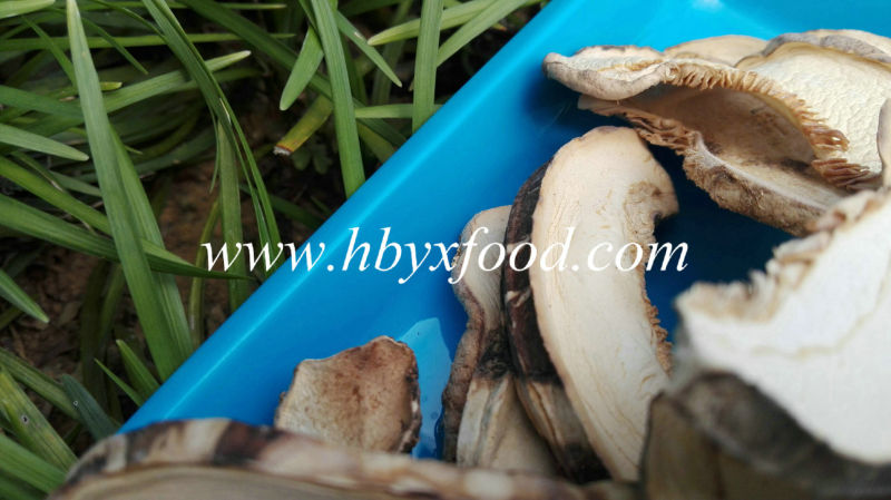 Dried Shiitake Mushroom Slice with Good Quality