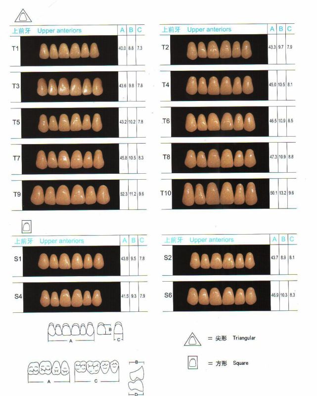 R101 Three-Layer Synthetic Resin Teeth