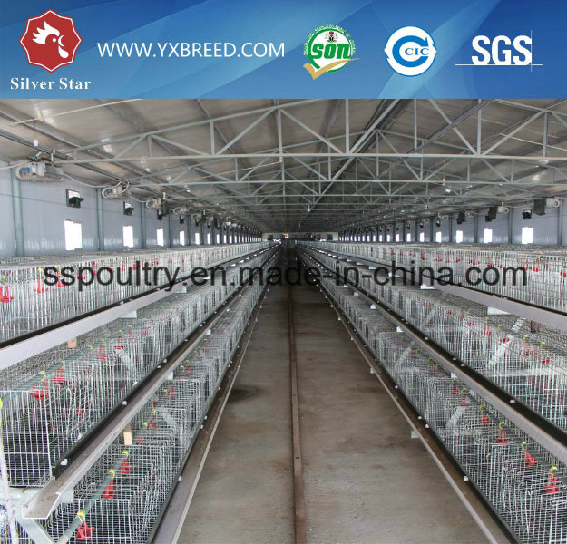 Broiler Chicken, Chicken Use and Farming Equipment Type Poultry Farming Equipment