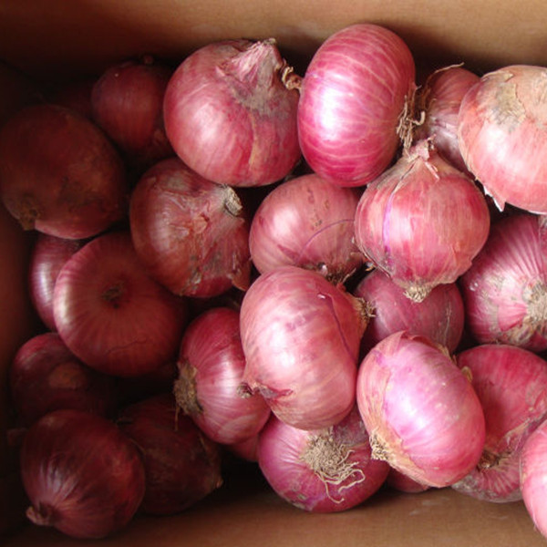 Supply The Fresh Red Onion with Lowest Price in Good Quality