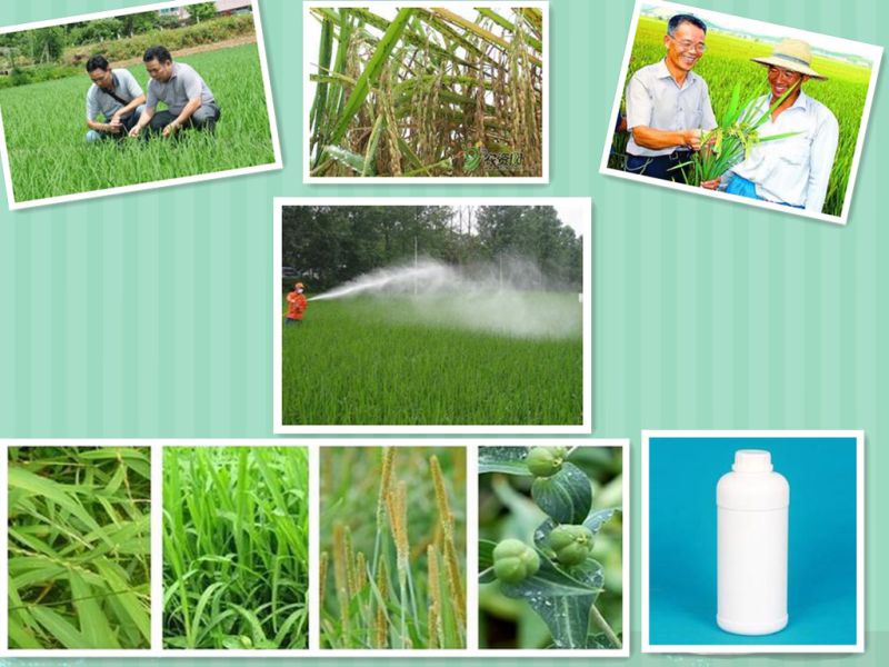 Agrochemical Plant Growth Regulator Brassinolide 72962-43-7 Crop Promotor