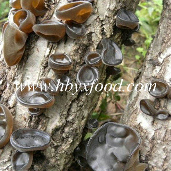 Premium Chinese Black Wood Ear Mushroom