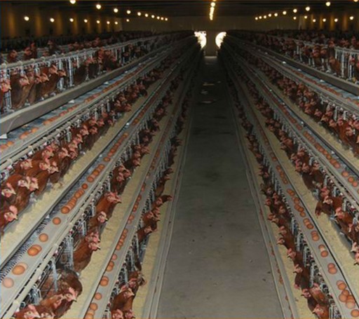 a Type Chicken Cages for Layers in Africa Farm