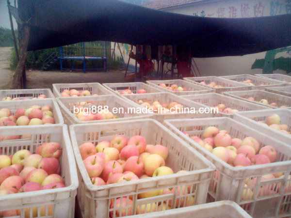 From China Unbagged Fresh Sweet Red FUJI Apple