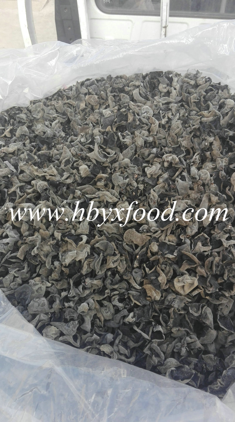 2.1cm Wood Ear, Dried Edible Black Fungus