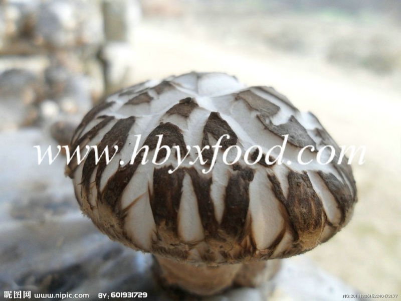 Highest Grade Dried White Flower Shiitake Mushroom