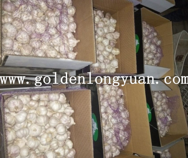 Fresh Garlic Packed in 10kg Carton for Russia Market