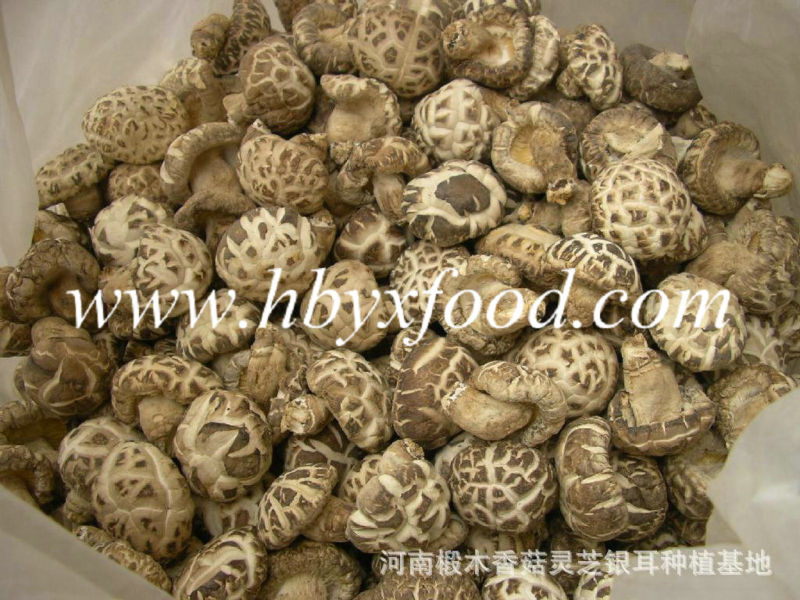 White Flower Shiitake Mushroom Dried