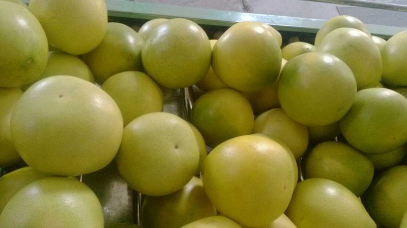 New Crop Fresh Honey Pomelo