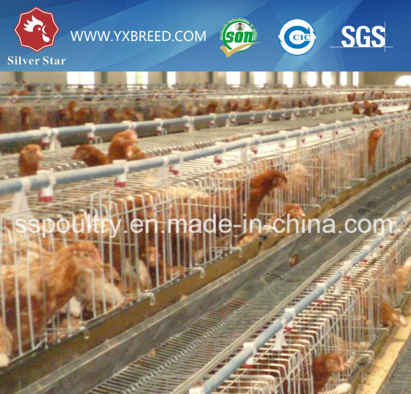 Egg Layer Battery Cages