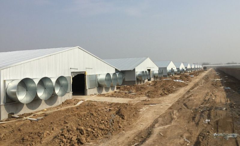 Hot DIP Galvanizing Frame Steel Chicken House/Poultry Farm (KXD-SCH1502)