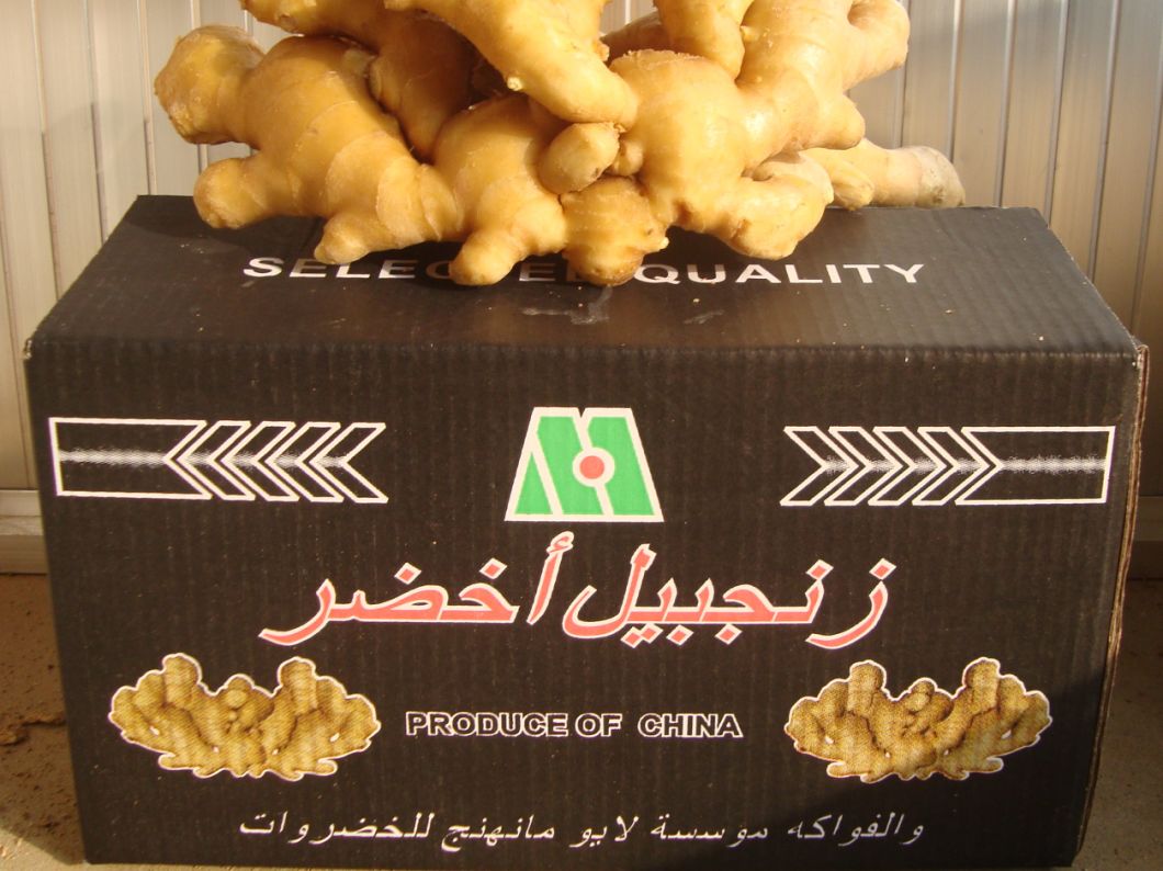 Carton Packing Good Quality Fresh Ginger