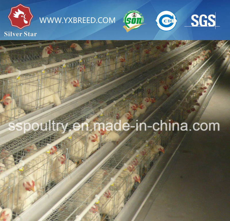 Egg Layer Battery Cages