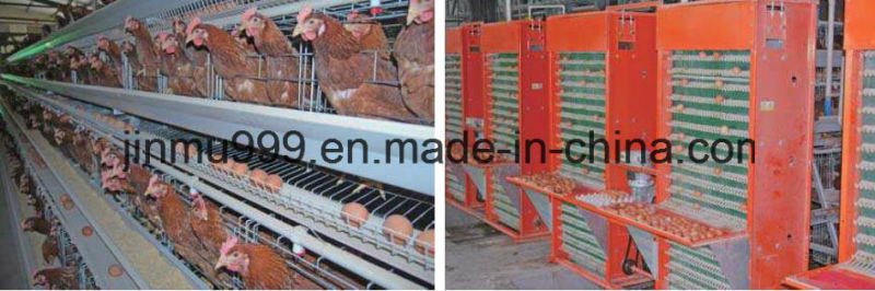 Automatic Layer Farm Equipment Chicken Cage on Sell