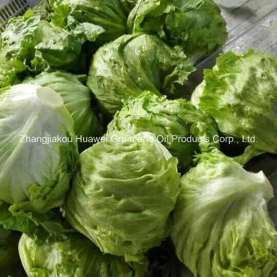 Round Lettuce