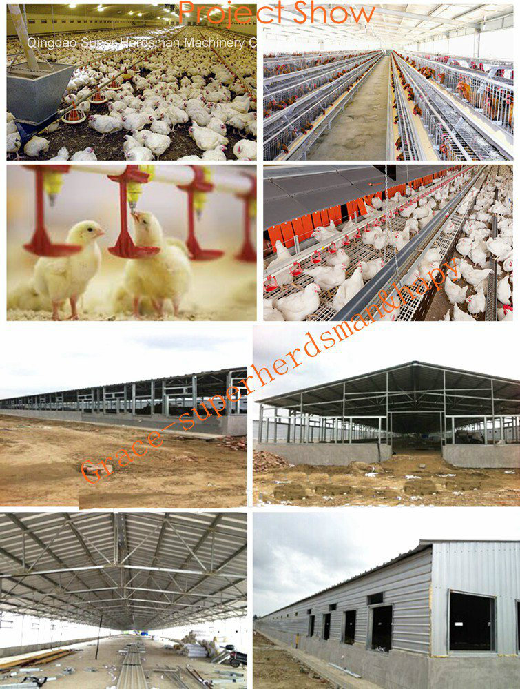 Floor Breeding Broiler Proeuction Poultry Equipment