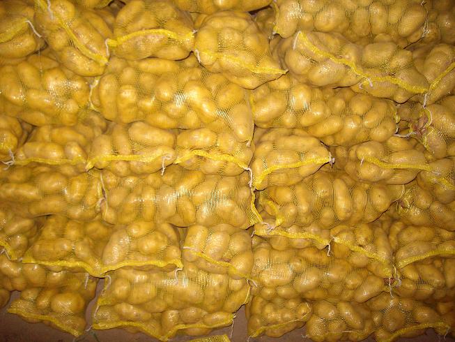 Top Quality New Crop Fresh Holland Potato