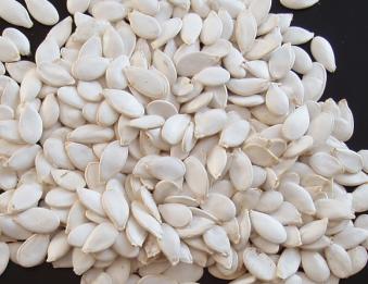 Exporting New Crop Snow White Pumpkin Seeds