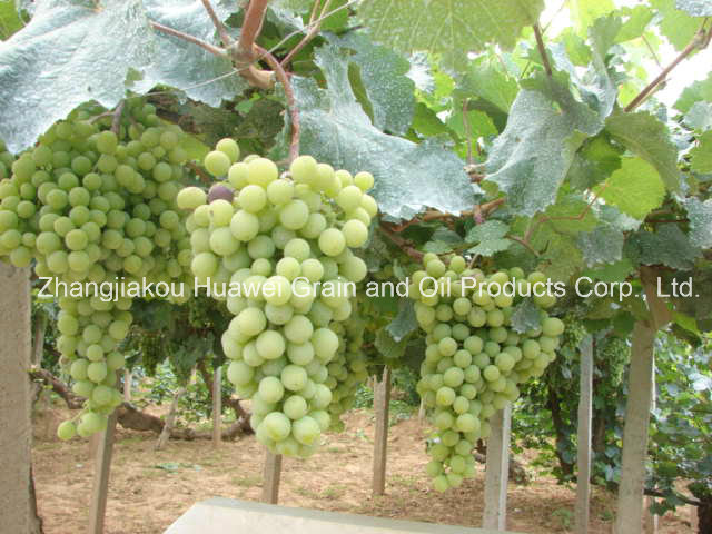 Fresh Grapes (Green)