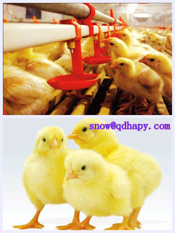 Automatic Poultry Cage for Broiler and Layer with House Construction