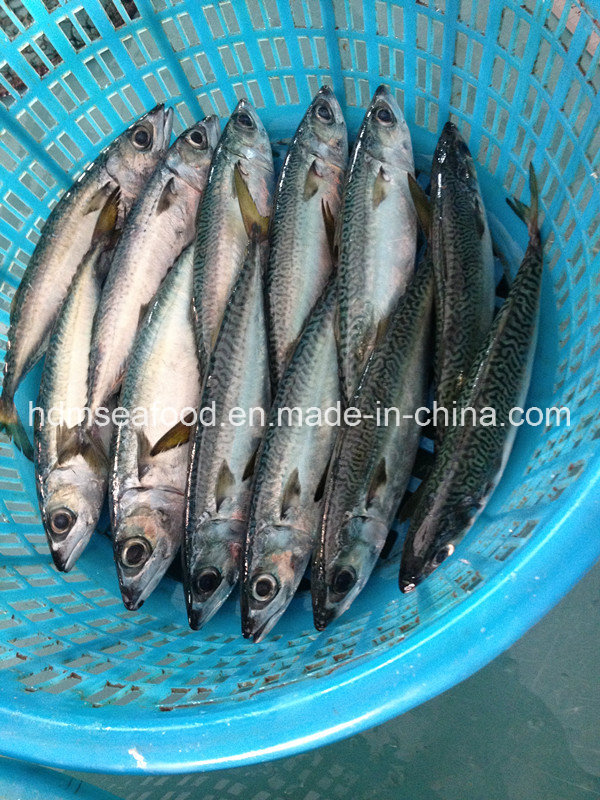 Bqf Fresh Mackerel Fish