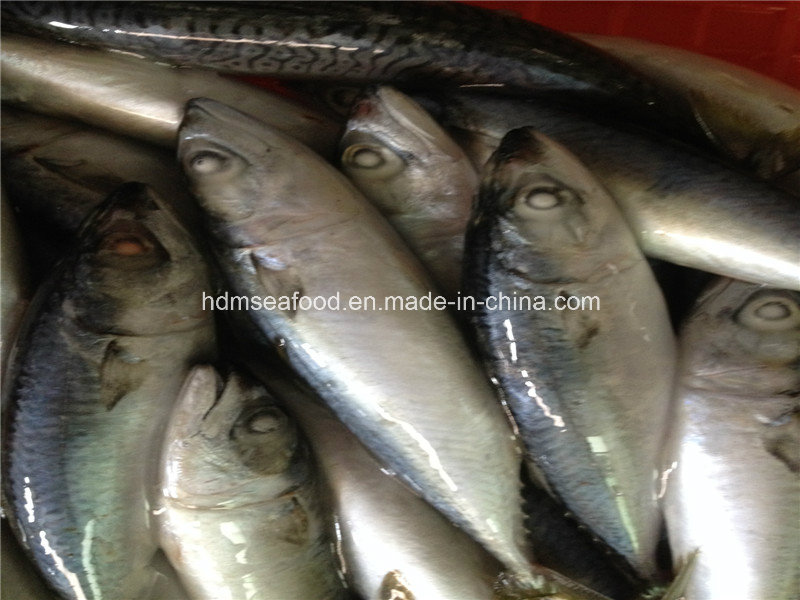 Fresh Frozen Mackerel Fish