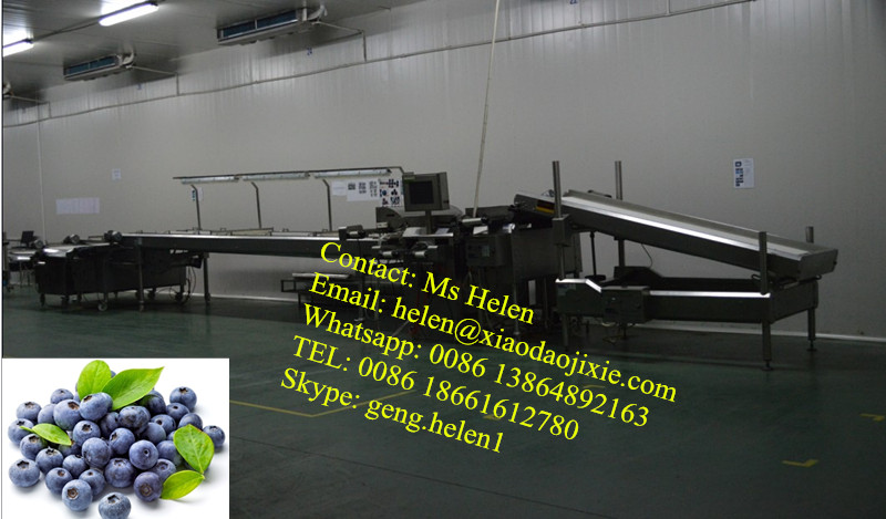 Automatic Blueberry Sorting Machine/ Strawberry Sorting Weighting Packing Line