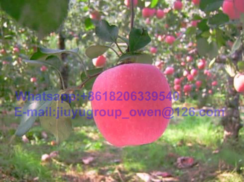 New Crop FUJI Apple