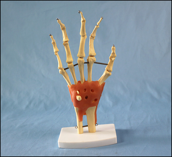 Desk Type Model Natural Size Hand Joint Skeleton Model with Ligaments