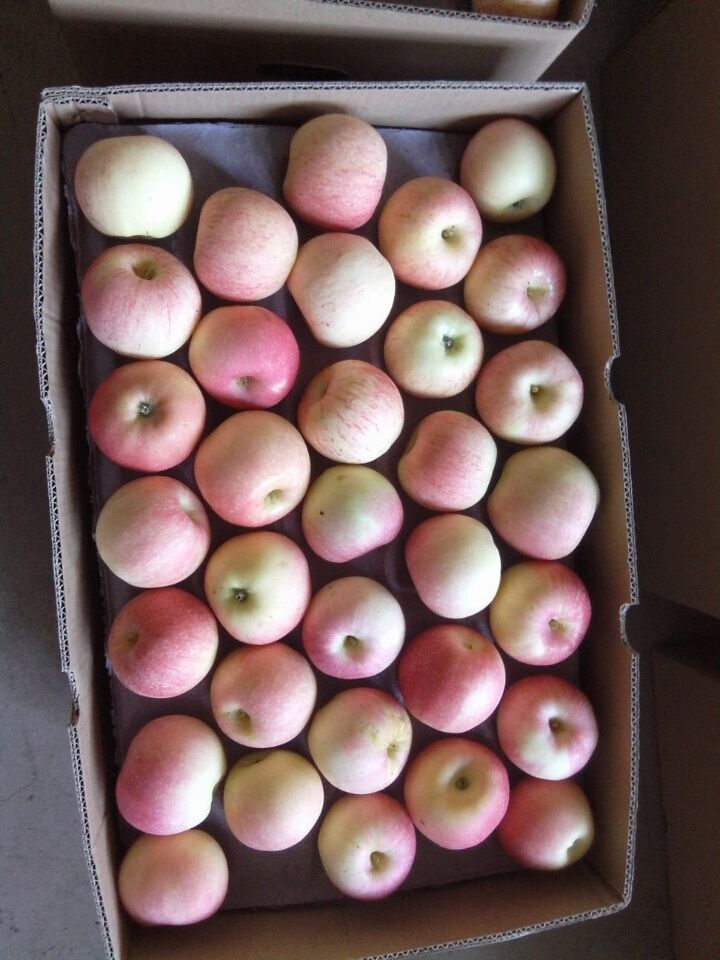 New Crop China Fresh Sweet Gala Apple